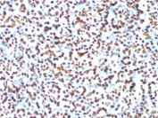 IHC: FFPE human pancreas tested with Histone H1 antibody (clone 1415-1).
