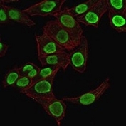 Immunofluorescent staining of fixed human HeLa cells with Histone antibody (clone 1415-1, green) and Phalloidin (red).