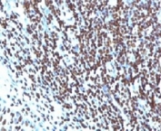 IHC: Formalin-fixed, paraffin-embedded human tonsil stained with Histone H1 antibody (clone HH1/957).