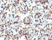 IHC: Formalin-fixed, paraffin-embedded rat pancreas stained with Histone H1 antibody (clone HH1/957).