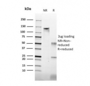 SDS-PAGE analysis of purified, BSA-free Histone H1 antibody (clone HH1/957) as confirmation of integrity and purity.