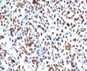 IHC: FFPE human pancreas tested with Histone H1 antibody (clone HH1/957).