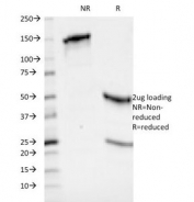 SDS-PAGE Analysis of Purified, BSA-Free HLA-ABC  Antibody (clone 246-B8.E7). Confirmation of Integrity and Purity of the Antibody.