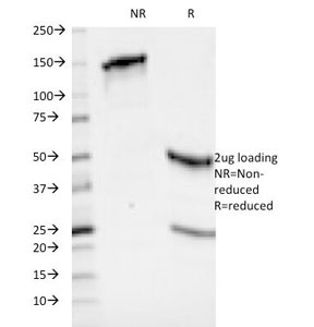 SDS-PAGE Analysis of Purified, BSA-Free HLA-ABC Antibody (clone 246-B8.E7). Confirmation of Integrity and Purity of the Anti