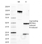 SDS-PAGE Analysis of Purified, BSA-Free HLA-B Antibody (clone JOAN-1 ). Confirmation of Integrity and Purity of the Antibody.