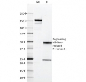 SDS-PAGE analysis of purified, BSA-free HLA-DQ antibody (clone SPV-L3) as confirmation of integrity and purity.