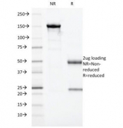 SDS-PAGE Analysis of Purified, BSA-Free HLA-DR Antibody (clone 19-26.1 or MB-26.1). Confirmation of Integrity and Purity of the Antibody.