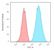 Flow cytometry staining of human Raji cells with HLA-DRB1 antibody; Red=isotype control, Blue= HLA-DRB1 antibody.