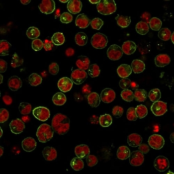 Immunofluorescent staining of human Raji cells with HLA-DRB1 antibody (clone SPM289, green) and Reddot nuclear stain (red).~