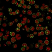 Immunofluorescent staining of human Raji cells with HLA-DRB1 antibody (clone SPM289, green) and Reddot nuclear stain (red).