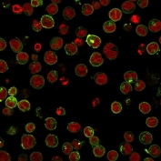 Immunofluorescent staining of human Raji cells with HLA-DRB1 antibody (clone SPM288, green) and Reddot nuclear stain (red).
