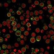 Immunofluorescent staining of human Raji cells with anti-HLA-DRB1 antibody (clone SPM423, green) and Reddot nuclear stain (red).