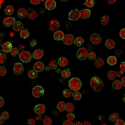 Immunofluorescent staining of Raji cells with HLA-DRB1 antibody (green, clone HLA-DRB/1067) and Reddot nuclear stain (red).