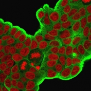 Immunofluorescent staining of PFA-fixed human MCF7 cells with HSP27 antibody (clone HSPB1/774, green) and Reddot nuclear stain (red).