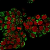 Immunofluorescent staining of PFA-fixed human MCF7 cells with HSP60 antibody (clone SPM253, green) and Reddot nuclear stain (red).