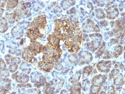 Formalin-fixed, paraffin-embedded human pancreas stained with anti-HSP60 antibody (clone SPM253).