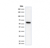 Western blot testing of human HeLa lysate with HSP60 antibody (clone SPM253). Predicted molecular weight: ~60 kDa.