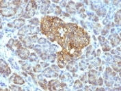 IHC testing of FFPE human pancreas with HSP60 antibody (clone GROEL/730).