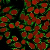 Immunofluorescent staining of MeOH-fixed human HeLa cells with HSP60 antibody (clone GROEL/730, green) and Reddot nuclear stain (red).