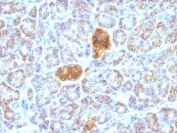 IHC: Formalin-fixed, paraffin-embedded human pancreas stained with HSP60 antibody (clone HSPD1/780).