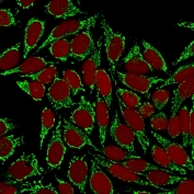 Immunofluorescent staining of MeOH-fixed human HeLa cells with HSP60 antibody (clone HSPD1/780, green) and Reddot nuclear stain (red).