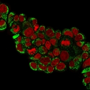 Immunofluorescent staining of MeOH-fixed human MCF7 cells with HSP60 antibody (clone HSPD1/780, green) and Reddot nuclear stain (red).