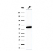 Western blot testing of human HeLa lysate with HSP60 antibody (clone HSPD1/780). Predicted molecular weight: ~60 kDa.