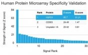 Analysis of HuProt(TM) microarray containing more than 19,000 full-length human proteins using HSP60 antibody (clone HSPD1/780). These results demonstrate the foremost specificity of the HSPD1/780 mAb. Z- and S- score: The Z-score represents the strength of a signal that an antibody (in combination with a fluorescently-tagged anti-IgG secondary Ab) produces when binding to a particular protein on the HuProt(TM) array. Z-scores are described in units of standard deviations (SD's) above the mean value of all signals generated on that array. If the targets on the HuProt(TM) are arranged in descending order of the Z-score, the S-score is the difference (also in units of SD's) between the Z-scores. The S-score therefore represents the relative target specificity of an Ab to its intended target.