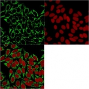 Immunofluorescent staining of MeOH-fixed human HeLa cells with HSP60 antibody (clone HSPD1/875, green) and Reddot nuclear stain (red).