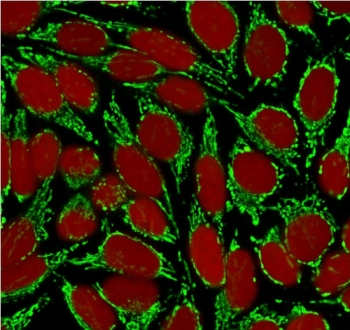 Immunofluorescent staining of MeOH-fixed human HeLa cells with HSP60 antibody (clone HSPD1/875, green) and Reddot nuclear stain (red).~