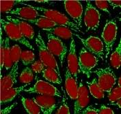 Immunofluorescent staining of MeOH-fixed human HeLa cells with HSP60 antibody (clone HSPD1/875, green) and Reddot nuclear stain (red).