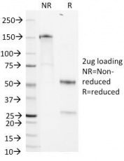 SDS-PAGE Analysis of Purified, BSA-Free Perlecan Antibody (clone A7L6). Confirmation of Integrity and Purity of the Antibody.