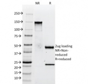 SDS-PAGE analysis of purified, BSA-free anti-Tenascin C antibody (clone SPM319) as confirmation of integrity and purity.