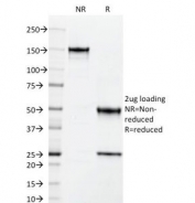 SDS-PAGE Analysis of Purified, BSA-Free ICAM-3 Antibody (clone 101-1D2). Confirmation of Integrity and Purity of the Antibody.