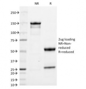 SDS-PAGE analysis of purified, BSA-free Anti-IgA antibody (clone HISA43) as confirmation of integrity and purity.
