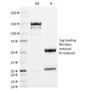 SDS-PAGE analysis of purified, BSA-free Anti-IgA antibody (clone HISA43