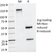 SDS-PAGE Analysis of Purified, BSA-Free Insulin Antibody (clone IRDN/794). Confirmation of Integrity and Purity of the Antibody.