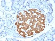 IHC: Formalin-fixed, paraffin-embedded rat pancreas stained with Insulin antibody (IRDN/794).