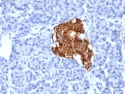 IHC: Formalin-fixed, paraffin-embedded human pancreas stained with Insulin antibody (IRDN/805).