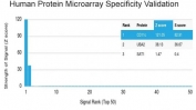 Analysis of HuProt(TM) microarray containing more than 19,000 full-length human proteins using CD11c antibody (clone ITGAX/1242). These results demonstrate the foremost specificity of the ITGAX/1242 mAb. Z- and S- score: The Z-score represents the strength of a signal that an antibody (in combination with a fluorescently-tagged anti-IgG secondary Ab) produces when binding to a particular protein on the HuProt(TM) array. Z-scores are described in units of standard deviations (SD's) above the mean value of all signals generated on that array. If the targets on the HuProt(TM) are arranged in descending order of the Z-score, the S-score is the difference (also in units of SD's) between the Z-scores. The S-score therefore represents the relative target specificity of an Ab to its intended target.