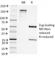 SDS-PAGE Analysis of Purified, BSA-Free CD11c Antibody (clone ITGAX/1242). Confirmation of Integrity and Purity of the Antibody.