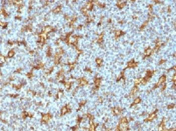 IHC testing of human tonsil with CD11c antibody (clone ITGAX/1242). <I>Note specific staining of dendritic cells.</i> Required HIER: boil tissue sections in 10mM Tris with 1mM EDTA, pH 9, for 10-20 min.~