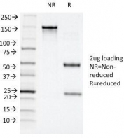 SDS-PAGE Analysis of Purified, BSA-Free CD11c Antibody (clone ITGAX/1243). Confirmation of Integrity and Purity of the Antibody.