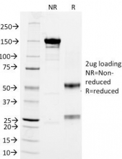 SDS-PAGE Analysis of Purified, BSA-Free CD18 Antibody (clone 68-5A5). Confirmation of Integrity and Purity of the Antibody.