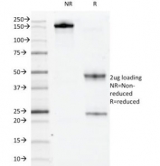 SDS-PAGE Analysis of Purified, BSA-Free c-Kit Antibody (clone KIT/983). Confirmation of Integrity and Purity of the Antibody.