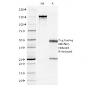 SDS-PAGE analysis of purified, BSA-free Cytokeratin 7 antibody (clone OV-TL12/30) as confirmation of integrity and purity.