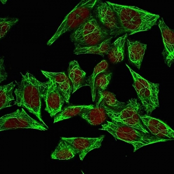 Immunofluorescent staining of permeabilized human HeLa cells with Keratin 7 antibody (clone SPM270, green) and Reddot nuclear stain (red).~