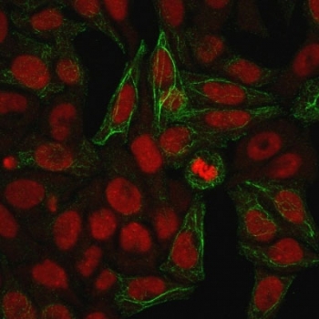 Immunofluorescent staining of methanol fixed human HeLa cells with Cytokeratin 7 antibody (clone KRT7/903, green) and Reddot nuclear stain (red).~