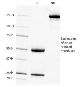 SDS-PAGE analysis of purified, BSA-free Cytokeratin 7 antibody (clone KRT7/903) as confirmation of integrity and purity