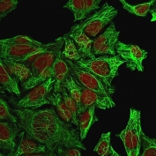 Immunofluorescent staining of methanol-fixed human HeLa cells with Cytokeratin 7 antibody (clone KRT7/760, green) and Reddot nuclear stain (red).